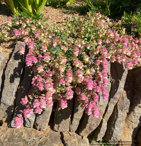 Perennials ~ Origanum 'Barbara Tingey', Ornamental Oregano ~ Dancing Oaks Nursery and Gardens ~ Retail Nursery ~ Mail Order Nursery