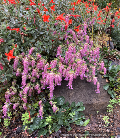 Perennials ~ Origanum x suendermanii, Ornamental Oregano ~ Dancing Oaks Nursery and Gardens ~ Retail Nursery ~ Mail Order Nursery