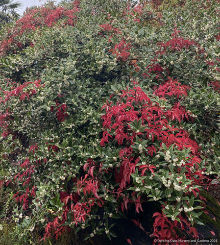Shrubs ~ Osmanthus armatus, Holly Olive ~ Dancing Oaks Nursery and Gardens ~ Retail Nursery ~ Mail Order Nursery