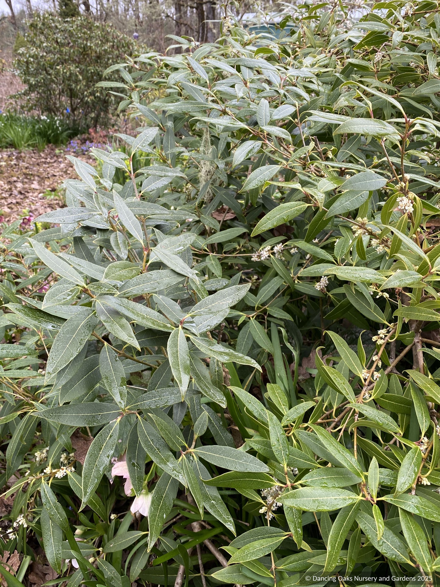 Shrubs ~ Osmanthus decorus (syn. Phillyrea decora) ~ Dancing Oaks Nursery and Gardens ~ Retail Nursery ~ Mail Order Nursery
