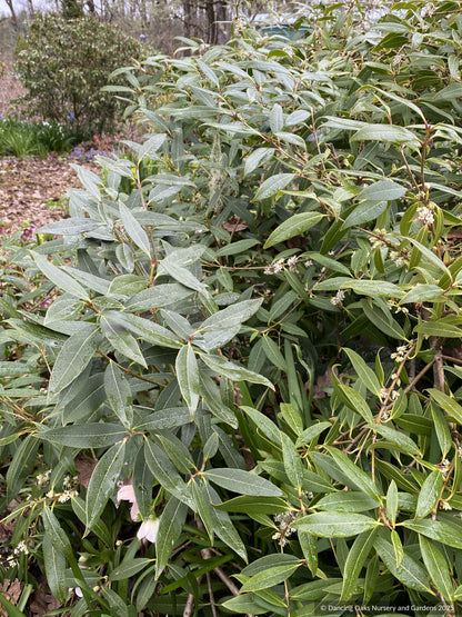 Shrubs ~ Osmanthus decorus (syn. Phillyrea decora) ~ Dancing Oaks Nursery and Gardens ~ Retail Nursery ~ Mail Order Nursery