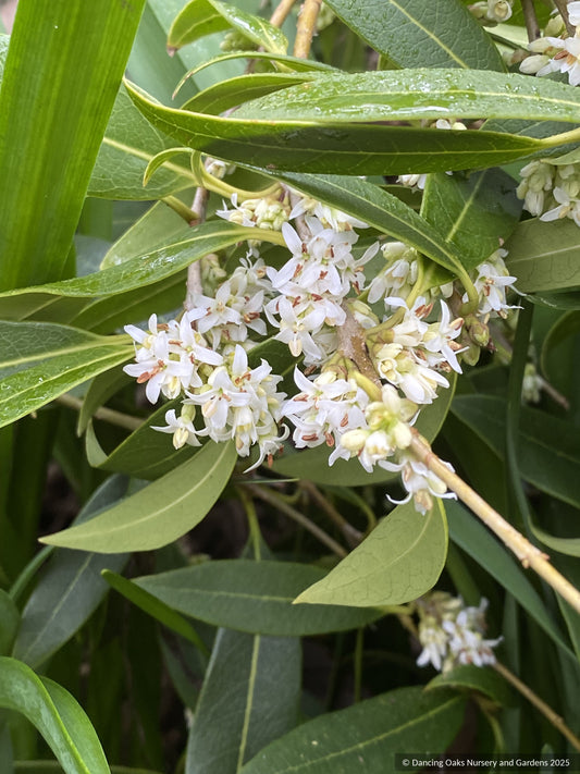 Shrubs ~ Osmanthus decorus (syn. Phillyrea decora) ~ Dancing Oaks Nursery and Gardens ~ Retail Nursery ~ Mail Order Nursery
