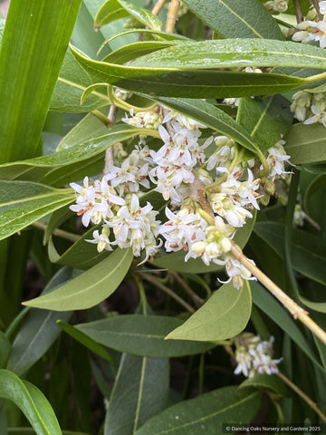 Shrubs ~ Osmanthus decorus (syn. Phillyrea decora) ~ Dancing Oaks Nursery and Gardens ~ Retail Nursery ~ Mail Order Nursery