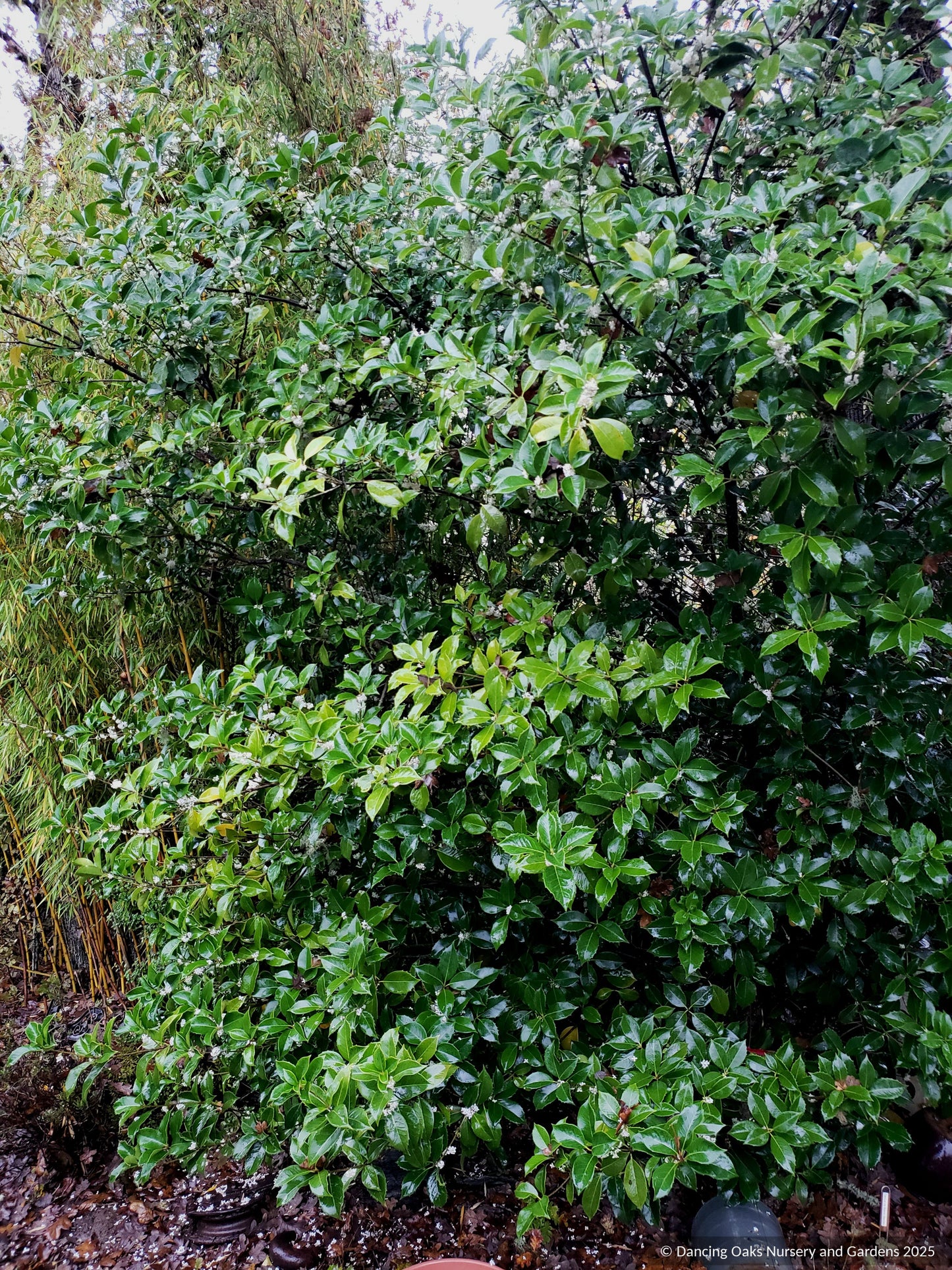 Shrubs ~ Osmanthus fragrans, Tea Olive, Sweet Olive ~ Dancing Oaks Nursery and Gardens ~ Retail Nursery ~ Mail Order Nursery