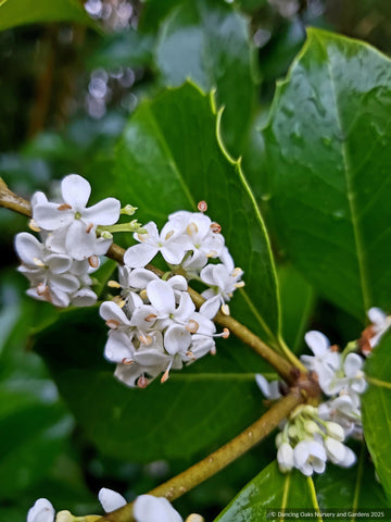 Shrubs ~ Osmanthus fragrans, Tea Olive, Sweet Olive ~ Dancing Oaks Nursery and Gardens ~ Retail Nursery ~ Mail Order Nursery