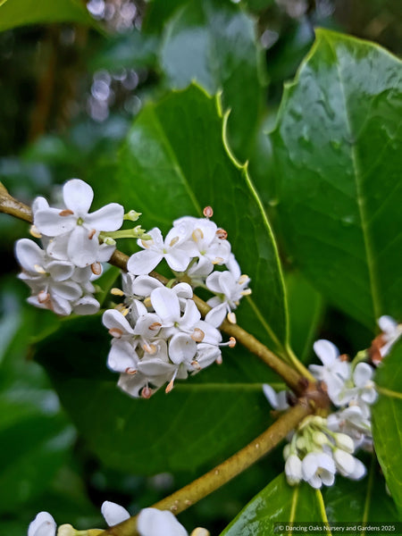 Osmanthus_fragrans_3_a03a4c6a-