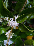 Shrubs ~ Osmanthus fragrans, Tea Olive, Sweet Olive ~ Dancing Oaks Nursery and Gardens ~ Retail Nursery ~ Mail Order Nursery