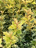 Prickly leaves in a beautiful ombre with the lower older in a deeper green dappled with white, moving upwards to a brighter green and limey-yellow variegation with the newest leaves emerging in quaint rosy tones.
Perennial Osmanthus heterophyllus 'Goshiki'