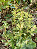 Perennials ~ Osmanthus heterophyllus 'Goshiki' ~ Variegated Osmanthus ~ Dancing Oaks Nursery and Gardens ~ Retail Nursery ~ Mail Order Nursery