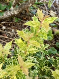 Perennials ~ Osmanthus heterophyllus 'Goshiki' ~ Variegated Osmanthus ~ Dancing Oaks Nursery and Gardens ~ Retail Nursery ~ Mail Order Nursery