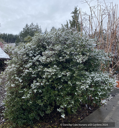 Shrubs ~ Osmanthus heterophyllus 'Rotundifolius', Tea Olive ~ Dancing Oaks Nursery and Gardens ~ Retail Nursery ~ Mail Order Nursery