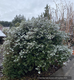 Shrubs ~ Osmanthus heterophyllus 'Rotundifolius', Tea Olive ~ Dancing Oaks Nursery and Gardens ~ Retail Nursery ~ Mail Order Nursery