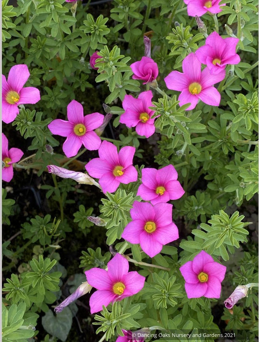 Oxalis hirta, Trailing Oxalis