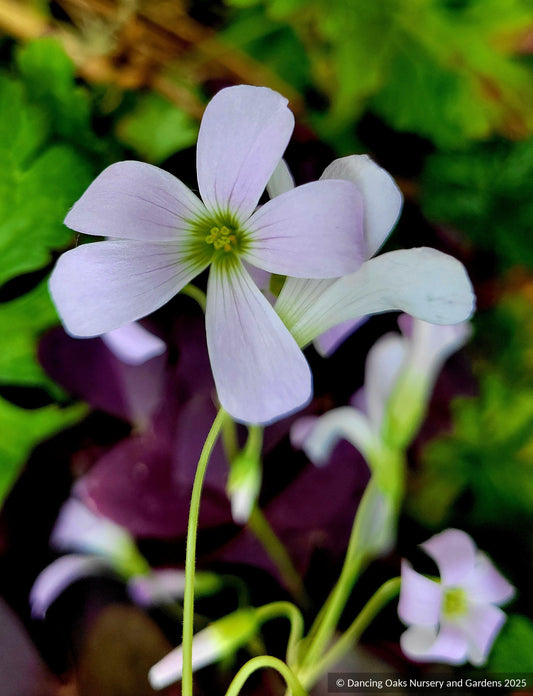 Bulbs & Tubers ~ Oxalis triangularis Allure™ ‘Ebony’, ebony shamrock  ~ Dancing Oaks Nursery and Gardens ~ Retail Nursery ~ Mail Order Nursery