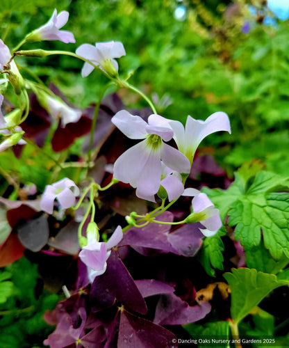 Bulbs & Tubers ~ Oxalis triangularis Allure™ ‘Ebony’, ebony shamrock  ~ Dancing Oaks Nursery and Gardens ~ Retail Nursery ~ Mail Order Nursery