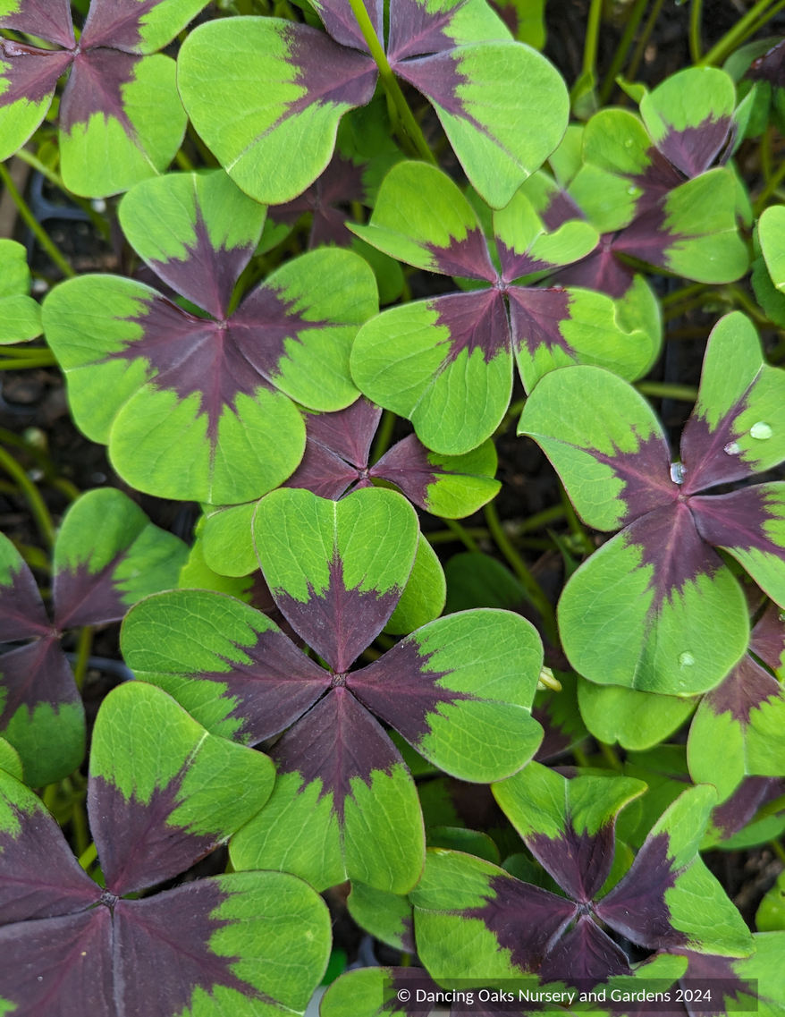 Perennials ~ Oxalis tetraphylla 'Iron Cross', Shamrock ~ Dancing Oaks Nursery and Gardens ~ Retail Nursery ~ Mail Order Nursery