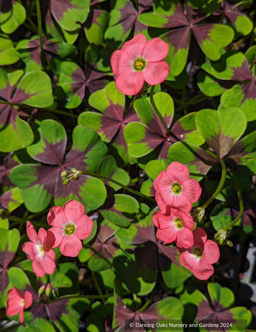 Perennials ~ Oxalis tetraphylla 'Iron Cross', Shamrock ~ Dancing Oaks Nursery and Gardens ~ Retail Nursery ~ Mail Order Nursery