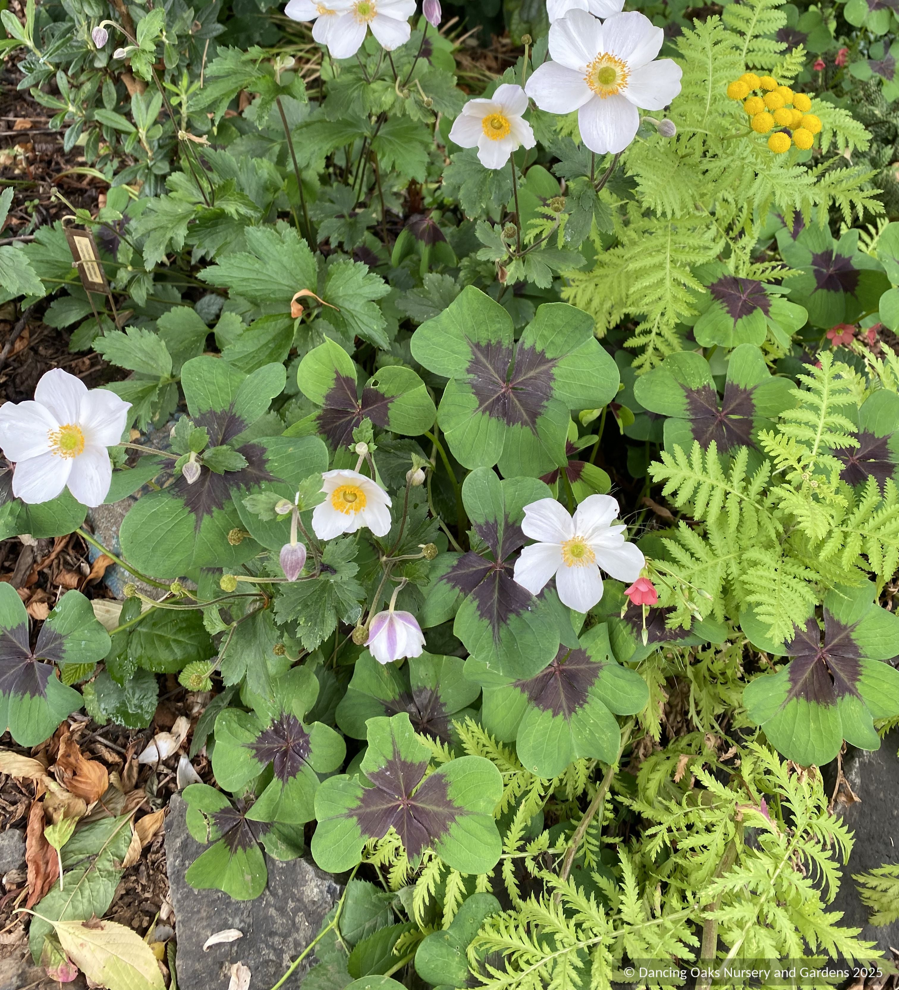 Oxalis tetraphylla 'Iron Cross', Shamrock – Dancing Oaks Nursery