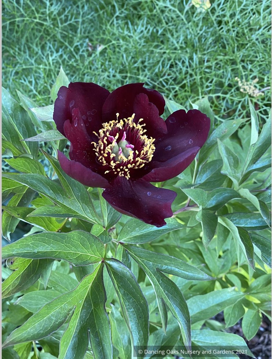 Paeonia 'Dark Eyes', Itoh or Intersectional Peony – Dancing Oaks