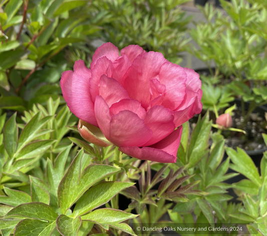 Perennials ~ Paeonia 'Old Rose Dandy', Itoh or Intersectional Peony ~ Dancing Oaks Nursery and Gardens ~ Retail Nursery ~ Mail Order Nursery