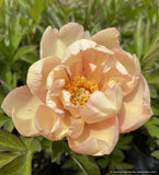 Perennials ~ Paeonia x 'Singing in the Rain', Itoh Peony ~ Dancing Oaks Nursery and Gardens ~ Retail Nursery ~ Mail Order Nursery