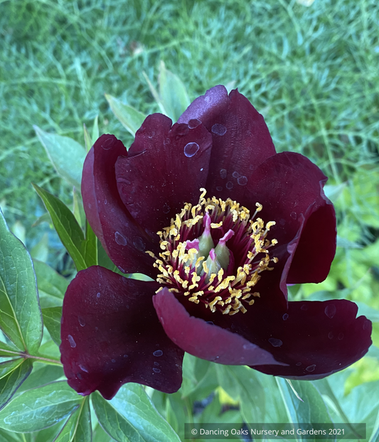 Perennials ~ Paeonia 'Dark Eyes', Itoh or Intersectional Peony ~ Dancing Oaks Nursery and Gardens ~ Retail Nursery ~ Mail Order Nursery