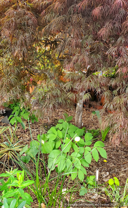 Paeonia japonica, Herbaceous Peony or Japanese Peony