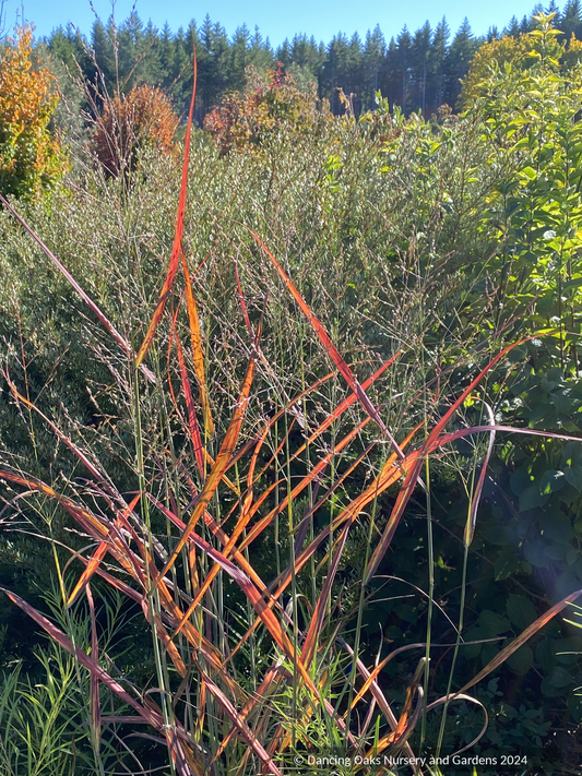 Grasses ~ Panicum virgatum 'Hot Rod' PP26074, Hot Rod Switchgrass ~ Dancing Oaks Nursery and Gardens ~ Retail Nursery ~ Mail Order Nursery