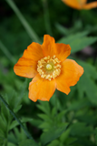 Perennials ~ Papaver cambricum (syn. Meconopsis cambrica), Welsh Poppy ~ Dancing Oaks Nursery and Gardens ~ Retail Nursery ~ Mail Order Nursery