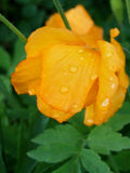 Perennials ~ Papaver cambricum (syn. Meconopsis cambrica), Welsh Poppy ~ Dancing Oaks Nursery and Gardens ~ Retail Nursery ~ Mail Order Nursery