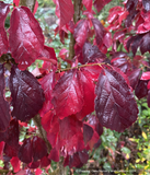 Trees ~ Parrotia subaequalis, Chinese Parrotia ~ Dancing Oaks Nursery and Gardens ~ Retail Nursery ~ Mail Order Nursery