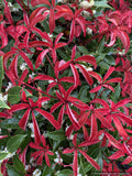 Vines ~ Parthenocissus henryana, Silvervein Creeper ~ Dancing Oaks Nursery and Gardens ~ Retail Nursery ~ Mail Order Nursery