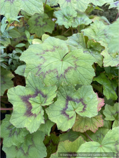 Pelargonium transvaalense 'African Princess'