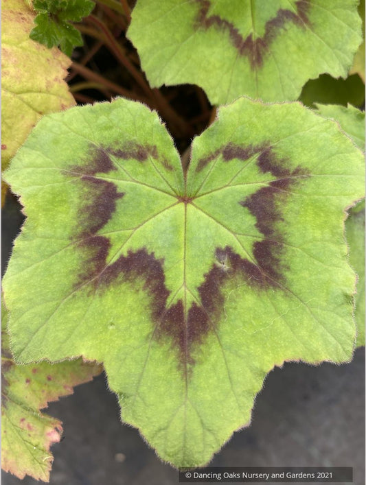 Pelargonium transvaalense 'African Princess'