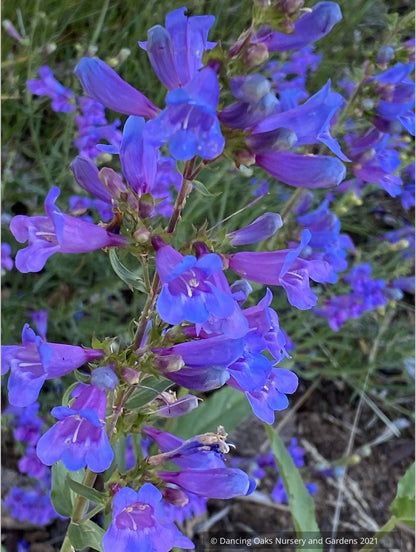 Perennials ~ Penstemon 'Catherine de la Mare', Beard Tongue ~ Dancing Oaks Nursery and Gardens ~ Retail Nursery ~ Mail Order Nursery
