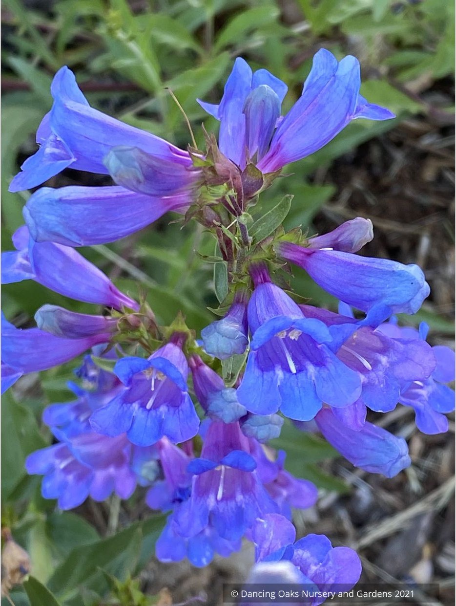 Perennials ~ Penstemon 'Catherine de la Mare', Beard Tongue ~ Dancing Oaks Nursery and Gardens ~ Retail Nursery ~ Mail Order Nursery