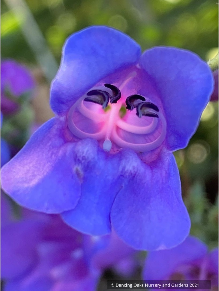 Perennials ~ Penstemon 'Catherine de la Mare', Beard Tongue ~ Dancing Oaks Nursery and Gardens ~ Retail Nursery ~ Mail Order Nursery