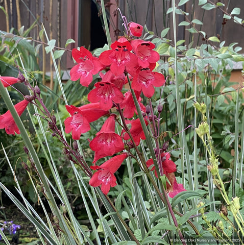 Perennials ~ Penstemon 'King George V', Beard Tongue ~ Dancing Oaks Nursery and Gardens ~ Retail Nursery ~ Mail Order Nursery