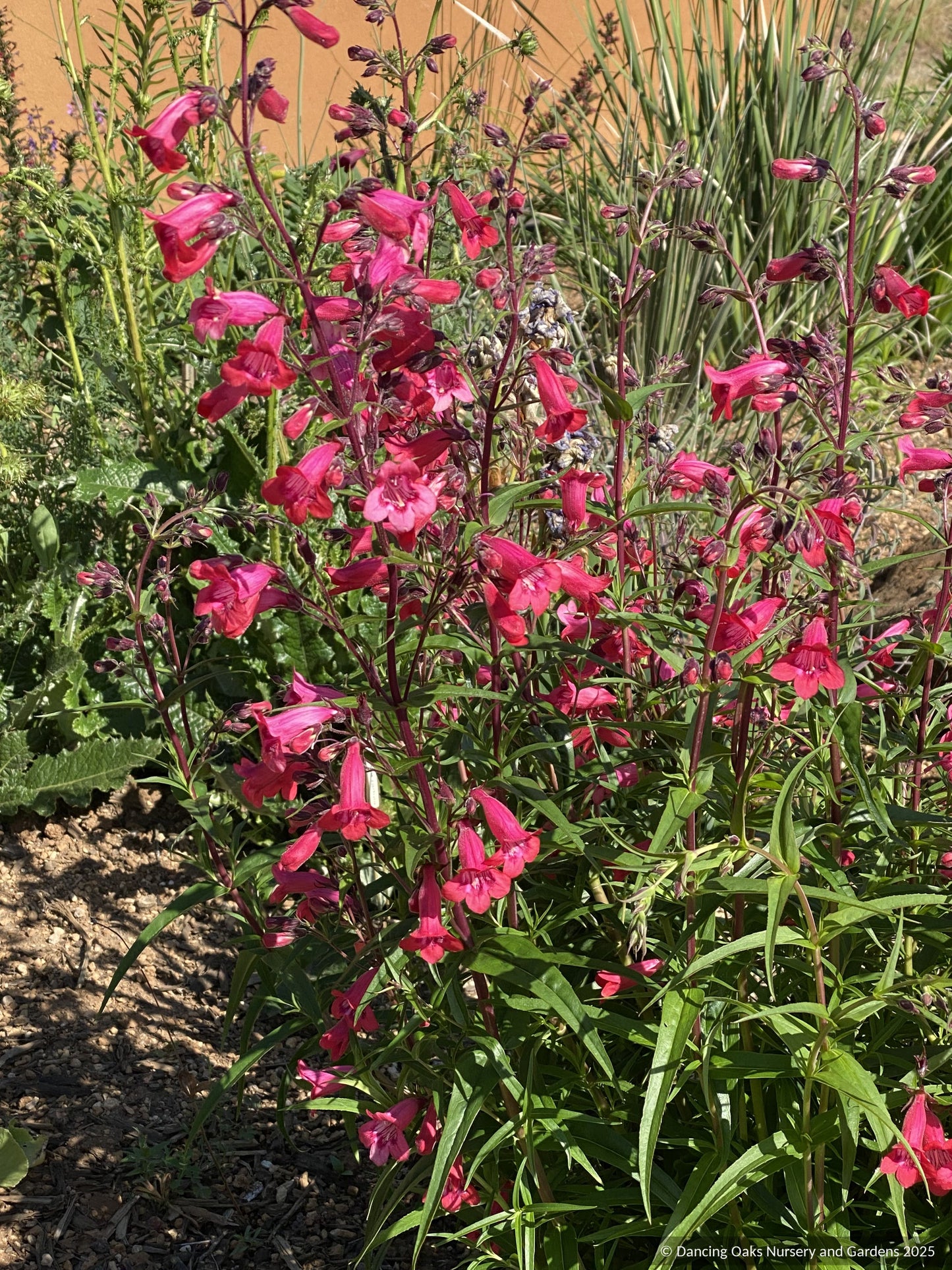 Perennials ~ Penstemon 'King George V', Beard Tongue ~ Dancing Oaks Nursery and Gardens ~ Retail Nursery ~ Mail Order Nursery