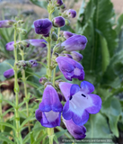 Perennials ~ Penstemon 'Pensham Czar', Beardtongue ~ Dancing Oaks Nursery and Gardens ~ Retail Nursery ~ Mail Order Nursery