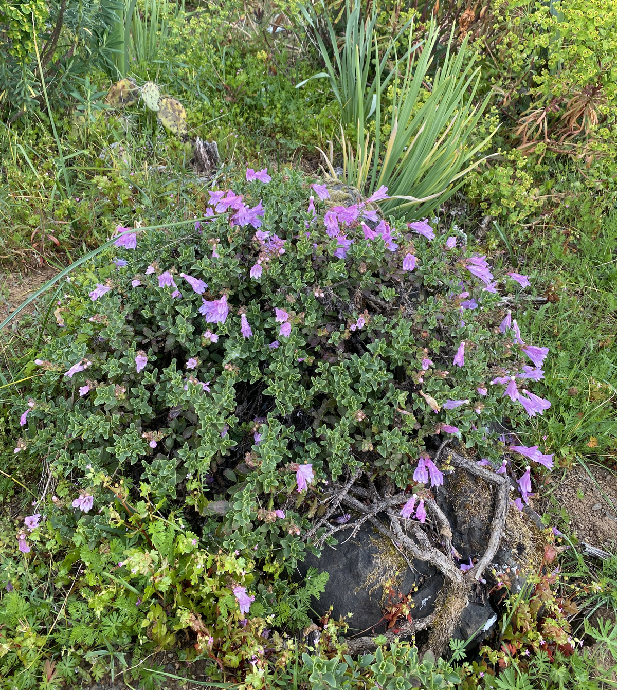 Perennials ~ Penstemon rupicola 'Pink Holly', Rock Penstemon ~ Dancing Oaks Nursery and Gardens ~ Retail Nursery ~ Mail Order Nursery