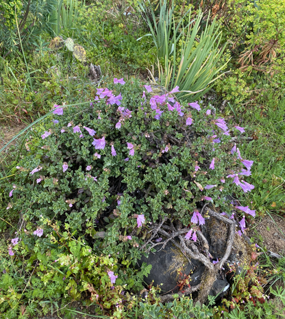 Perennials ~ Penstemon rupicola 'Pink Holly', Rock Penstemon ~ Dancing Oaks Nursery and Gardens ~ Retail Nursery ~ Mail Order Nursery