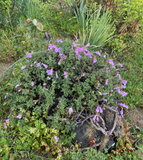 Perennials ~ Penstemon rupicola 'Pink Holly', Rock Penstemon ~ Dancing Oaks Nursery and Gardens ~ Retail Nursery ~ Mail Order Nursery