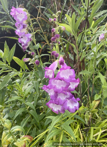 Penstemon 'Violet Kissed', Beard Tongue