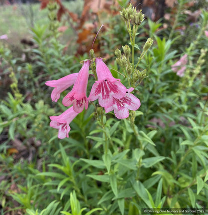 Perennials ~ Penstemon ‘Hidcote Pink’, Beard Tongue ~ Dancing Oaks Nursery and Gardens ~ Retail Nursery ~ Mail Order Nursery
