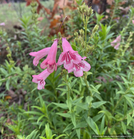 Perennials ~ Penstemon ‘Hidcote Pink’, Beard Tongue ~ Dancing Oaks Nursery and Gardens ~ Retail Nursery ~ Mail Order Nursery