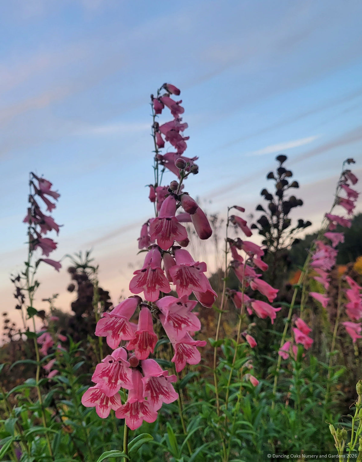 Perennials ~ Penstemon ‘Hidcote Pink’, Beard Tongue ~ Dancing Oaks Nursery and Gardens ~ Retail Nursery ~ Mail Order Nursery