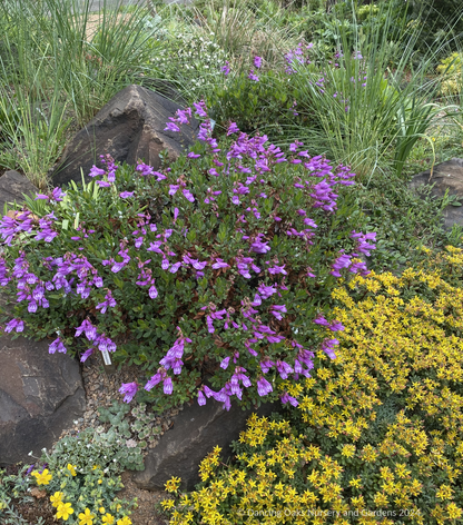 Perennials ~ Penstemon cardwellii x rupicola, Cliff Beard Tongue ~ Dancing Oaks Nursery and Gardens ~ Retail Nursery ~ Mail Order Nursery