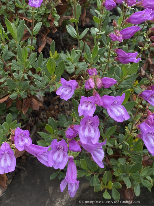Perennials ~ Penstemon cardwellii x rupicola, Cliff Beard Tongue ~ Dancing Oaks Nursery and Gardens ~ Retail Nursery ~ Mail Order Nursery