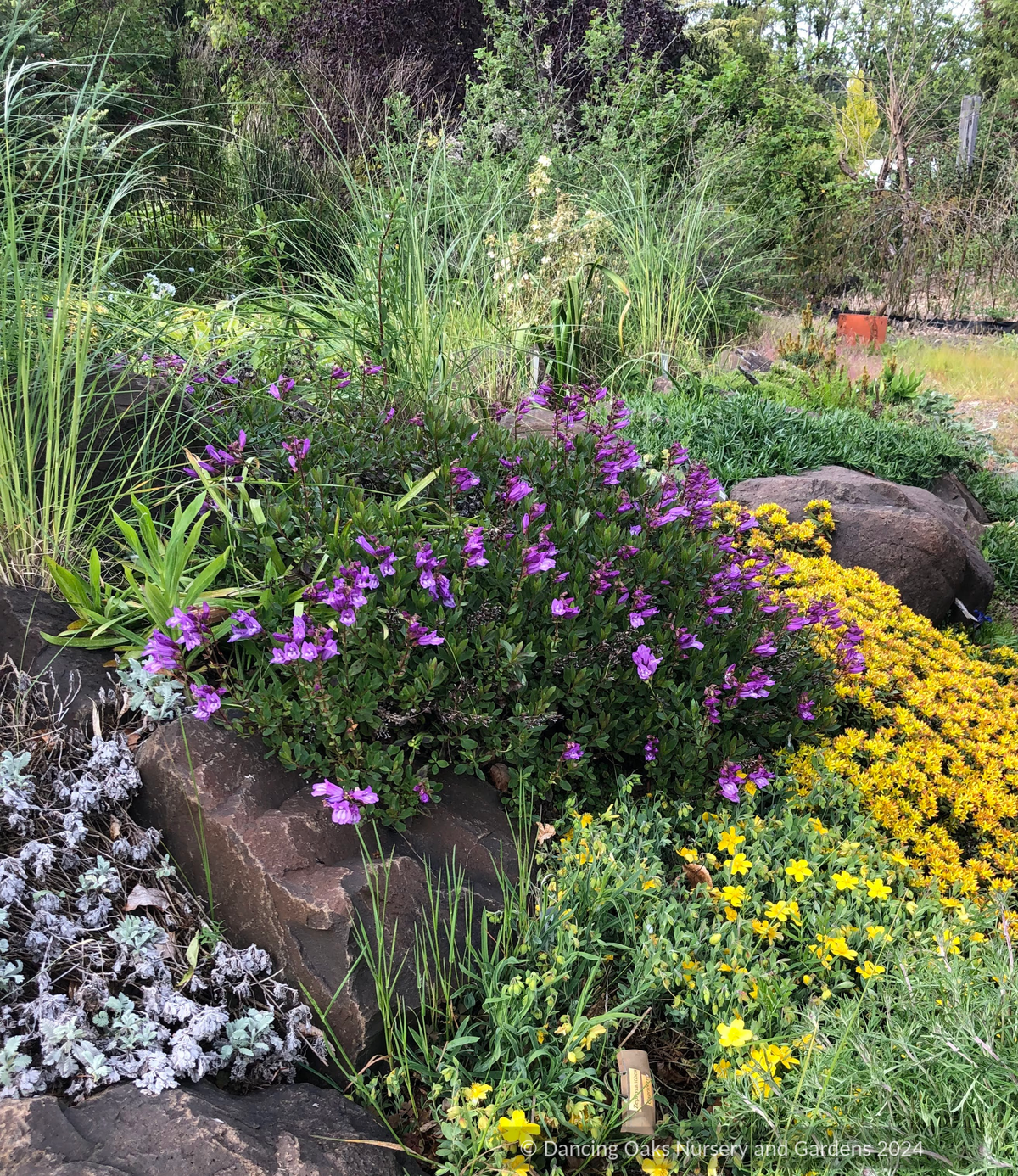 Perennials ~ Penstemon cardwellii x rupicola, Cliff Beard Tongue ~ Dancing Oaks Nursery and Gardens ~ Retail Nursery ~ Mail Order Nursery